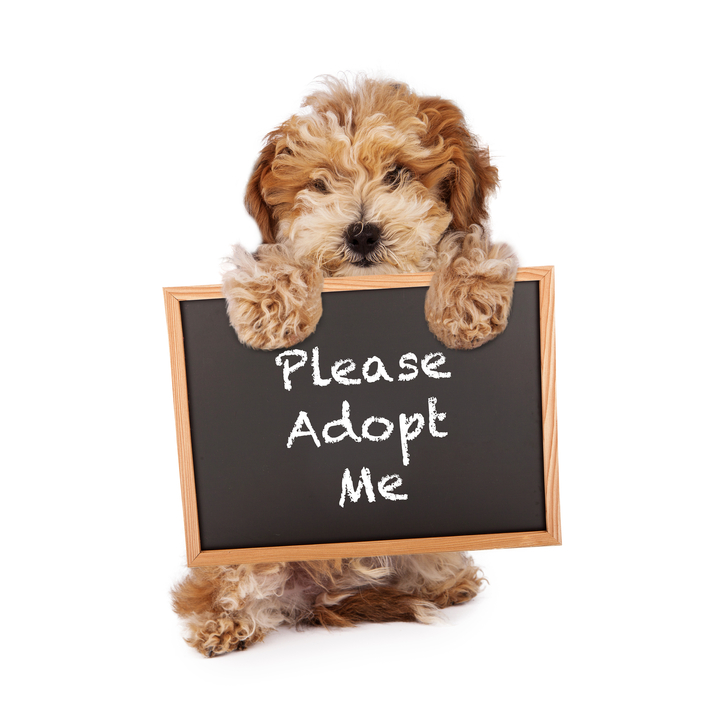 Adopt Me Dog Adopt me t shirts for dogs, adopt me dog sweaters, adopt
me pet clothes