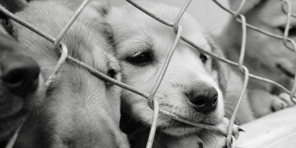 How to adopt a dog from a shelter | HireRush Blog