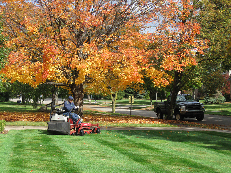 Fall lawn care steps and tips HireRush Blog