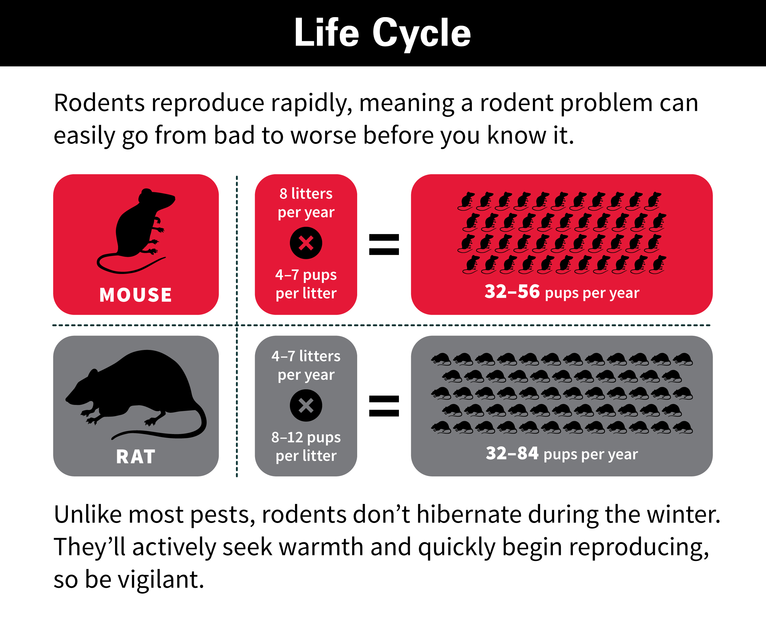 mice rodent control orkin pest cycle rats rodents chart rid rockford mouse reproduction rate wanted facts ways enlarge its dies