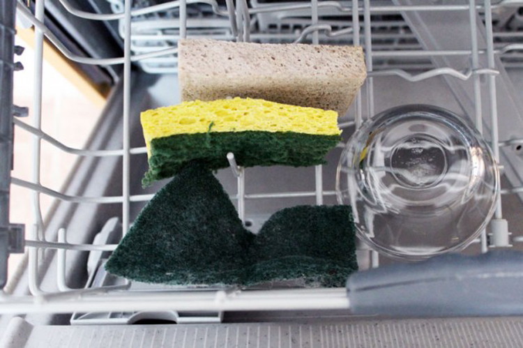 how do nutrients move in a sponge