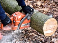 10 important things to consider before tree removal