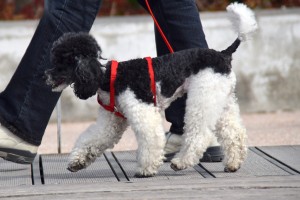 dog walking by his master's heel