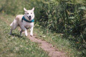 dog running to his master