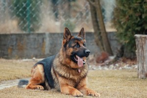 dog waiting for his master's command