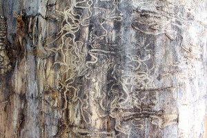 consequences of termite control neglect