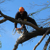 Arbortech Tree Service