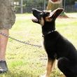 Photo #6: SARGE'S DOG TRAINING & REHABILITATION