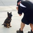 Photo #8: SARGE'S DOG TRAINING & REHABILITATION