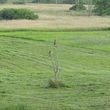 Photo #2: Brush Hog - Field Mowing - Pasture Reclamation Cuts, Build Site Prep