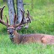 Photo #3: Brush Hog - Field Mowing - Pasture Reclamation Cuts, Build Site Prep