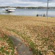 Photo #13: Leaf Blowing/Clean-up & Perennial Maintenance