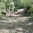 Photo #5: Forestry Mulching, Land Clearing