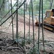 Photo #7: Forestry Mulching, Land Clearing