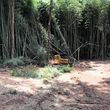 Photo #8: Forestry Mulching, Land Clearing