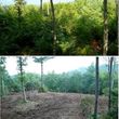 Photo #11: Forestry Mulching, Land Clearing