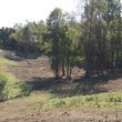 Photo #12: Forestry Mulching, Land Clearing