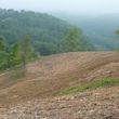 Photo #13: Forestry Mulching, Land Clearing