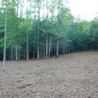 Photo #15: Forestry Mulching, Land Clearing