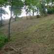 Photo #18: Forestry Mulching, Land Clearing