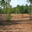 Photo #21: Forestry Mulching, Land Clearing