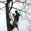 Photo #8: Barvosas's Tree service & landscaping