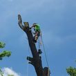 Photo #14: Barvosas's Tree service & landscaping