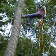 Photo #1: Tree jobs, storm clean ups pruning ext