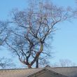 Photo #3: Osborn Landscaping and Tree 