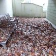 Photo #7: *TOP NOTCH* LEAF REMOVAL