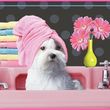 Photo #2: 🐩"Pampering Poochie Grooming Boutique"🐾