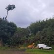 Photo #2: Kula's Tree Pruning & Storm Clean-up Specialists!