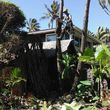 Photo #5: Kula's Tree Pruning & Storm Clean-up Specialists!