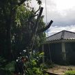 Photo #7: Kula's Tree Pruning & Storm Clean-up Specialists!