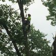 Photo #1: Mankus Tree Service. EXPERT TREE REMOVAL