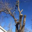 Photo #15: Valentines professional tree service