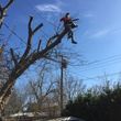 Photo #11: Valentines professional tree service