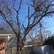 Photo #10: Valentines professional tree service