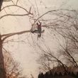 Photo #5: Valentines professional tree service