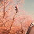 Photo #4: Valentines professional tree service