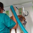 Photo #1: Convenient Mobile Dog Grooming