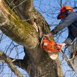 Photo #1: FRANCIS TREE & LANDSCAPE SVCS. CERTIFIED ARBORIST  24/7 STORM CLEANUP