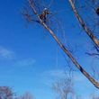 Photo #3: Tree Service ~ Red Fox Tree Service~