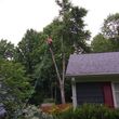 Photo #5: Tree Service ~ Red Fox Tree Service~