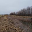 Photo #14: Excavation, Brush Mowing, Manure Removal