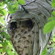 Photo #1: Wasp, Hornet, Bees Removal Service