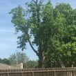 Photo #3: John's Tree Service & Landscape