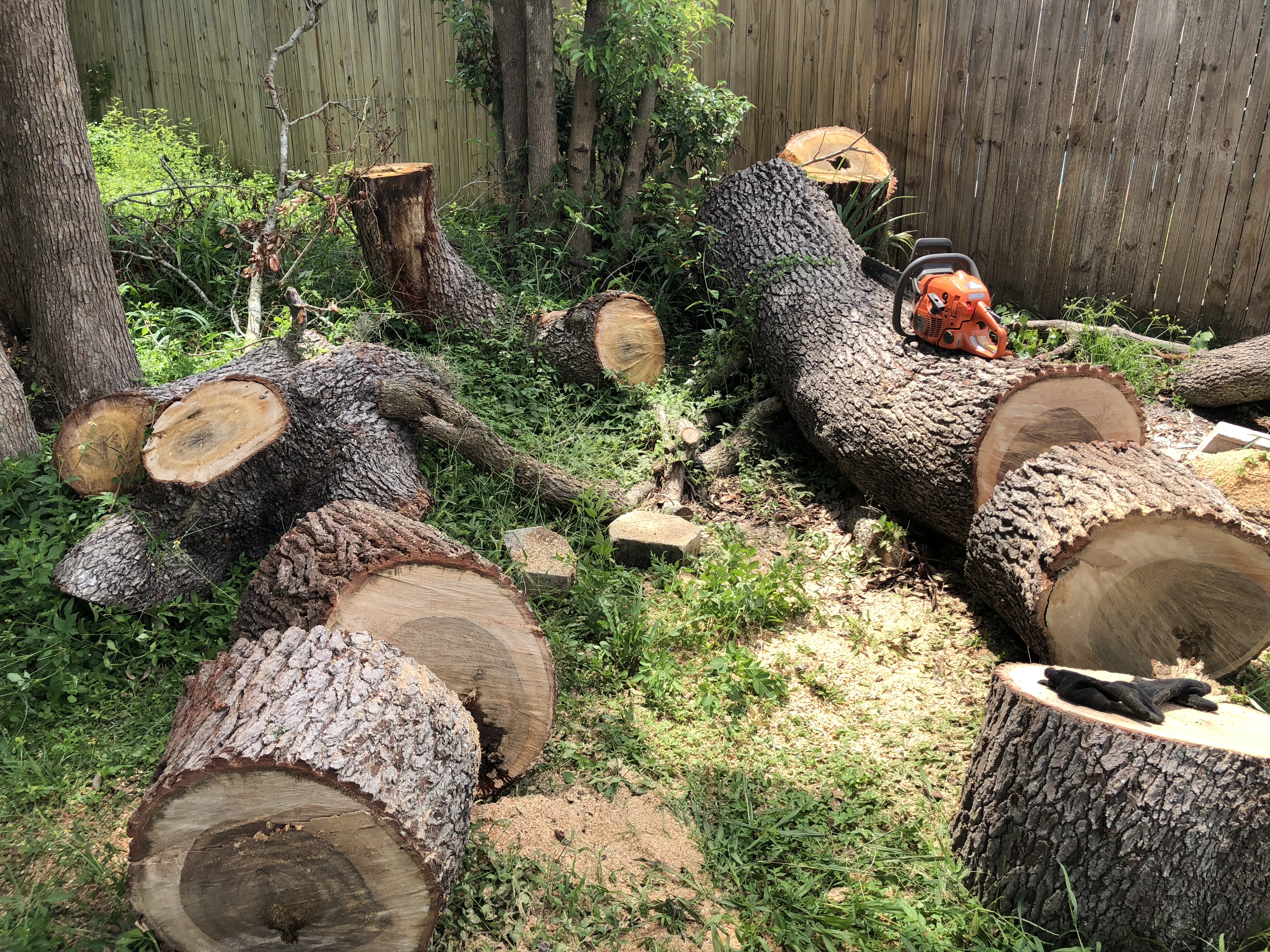 reliable tree service reviews