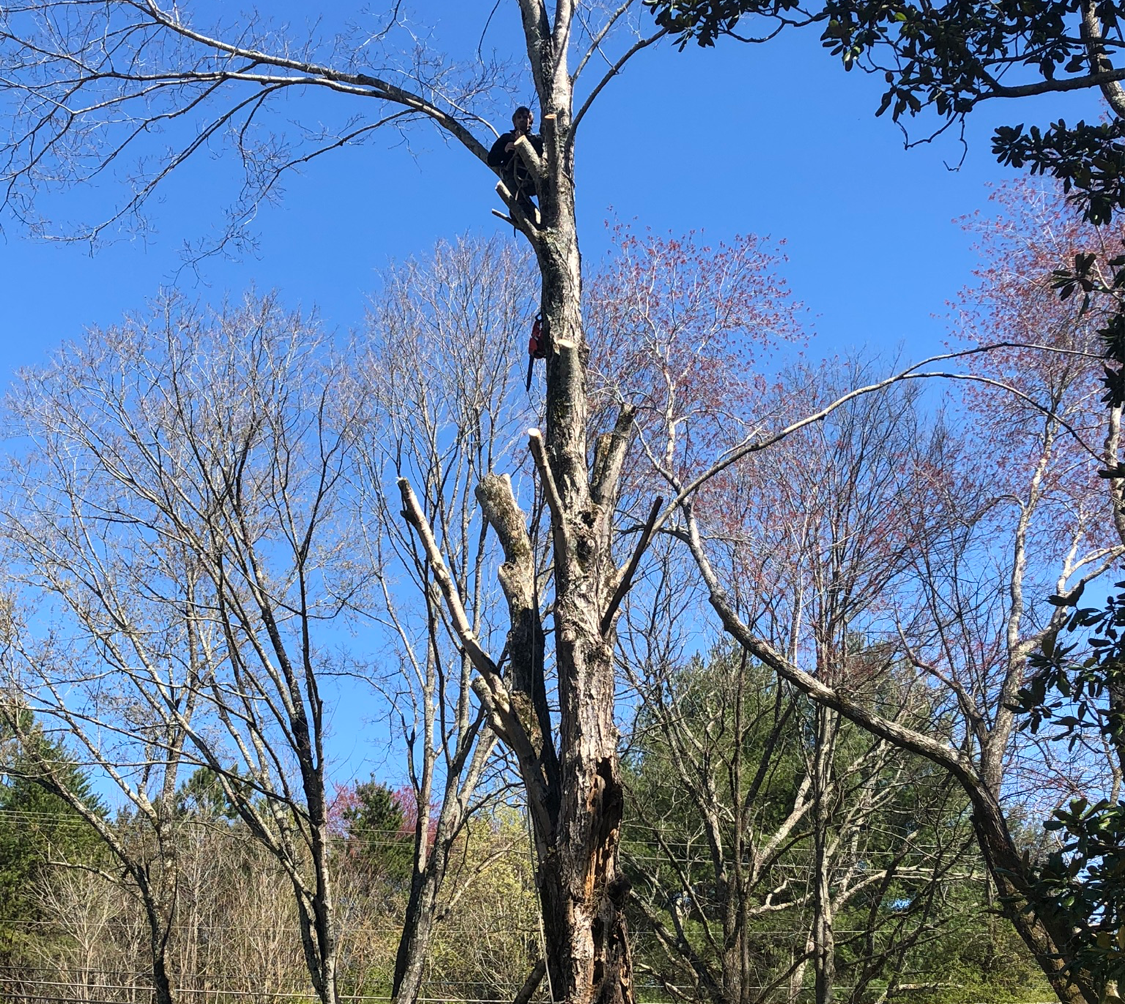 Dirt Cheap Professional Tree Service - 4 Photos - (423 ...